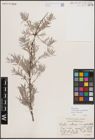 Foto von Salix exigua var. pedicellata (Andersson) Cronquist